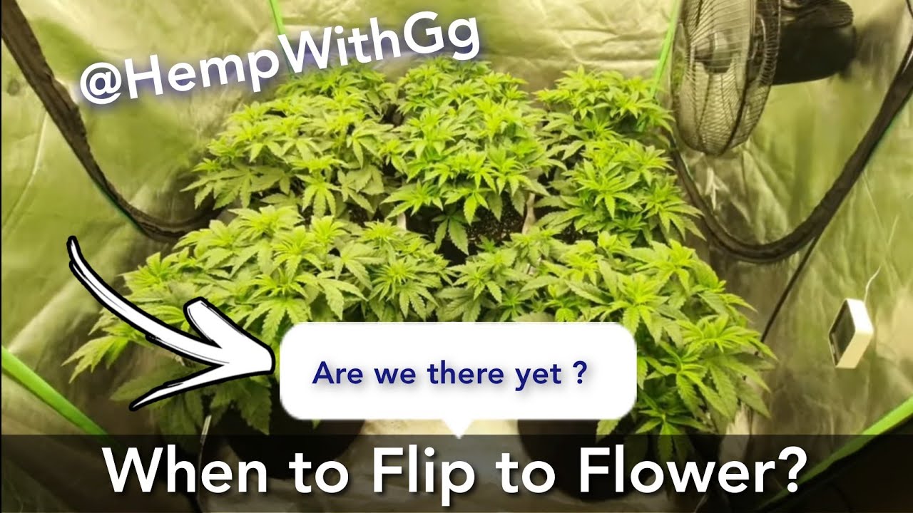 Runtz muffins Ep5 Flip to flower? 🌼 When , How (Day 44 Veg)