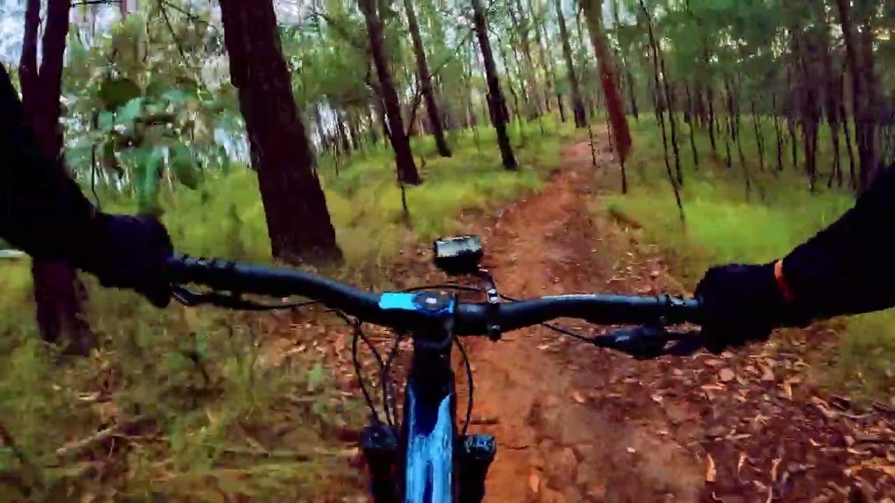 Daisy hill koala centre five ways to Chipline trail 