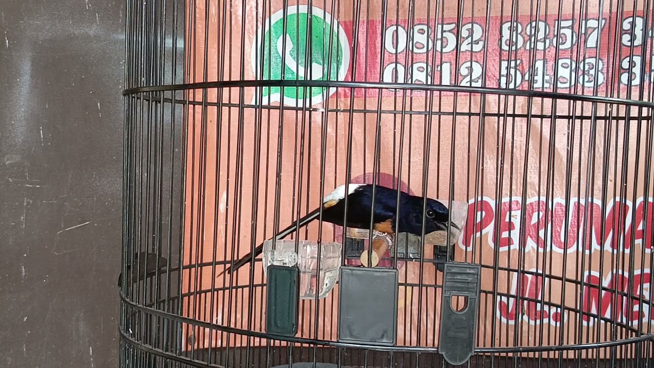 SIAP Menujukan kualitasnya 