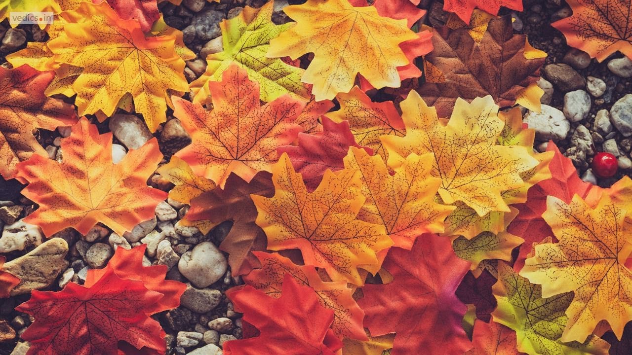 Gene Coulon Memorial Beach Park | Renton Washington