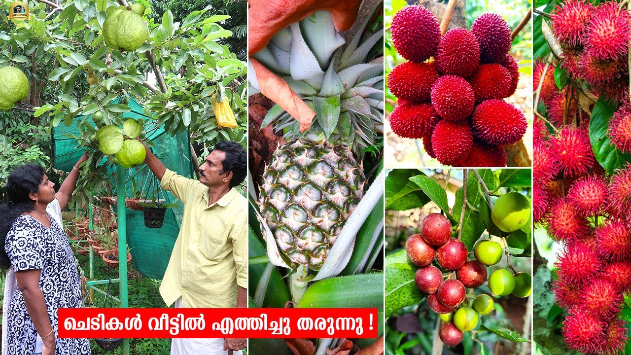 റെജി ചേട്ടന്റെ ഈഡൻ ഗാർഡനിൽ നൈജീരിയൻ പൈനാപ്പിൾ അടക്കം 100 ലധികം വിദേശയിനം പഴചെടികൾ!#exoticfruitplants