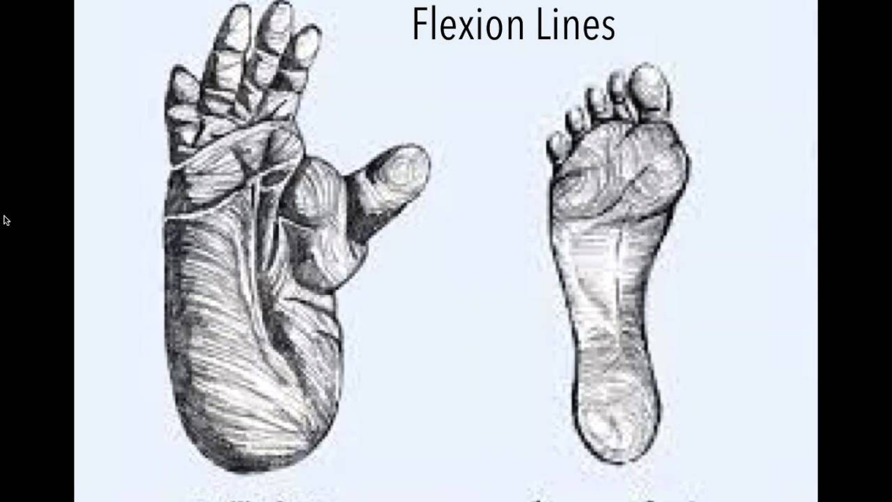 From Primal to Bipedal   The Shaping of the Human Foot with Dr Emily Splichal