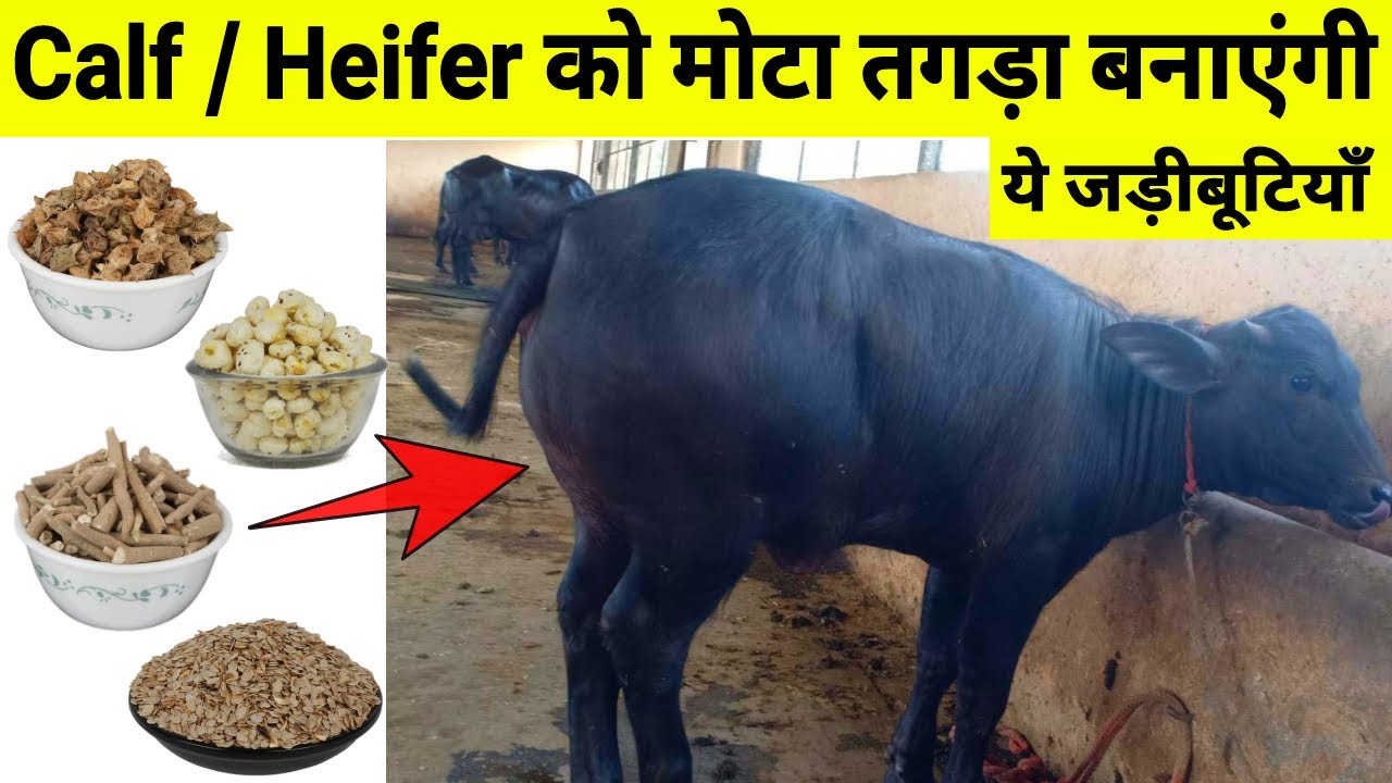 Calf/Heifer को मोटा तगड़ा कैसे बनाए👍| No.1 Formula for Calf/Heifer's Growth and increase Body weight👍