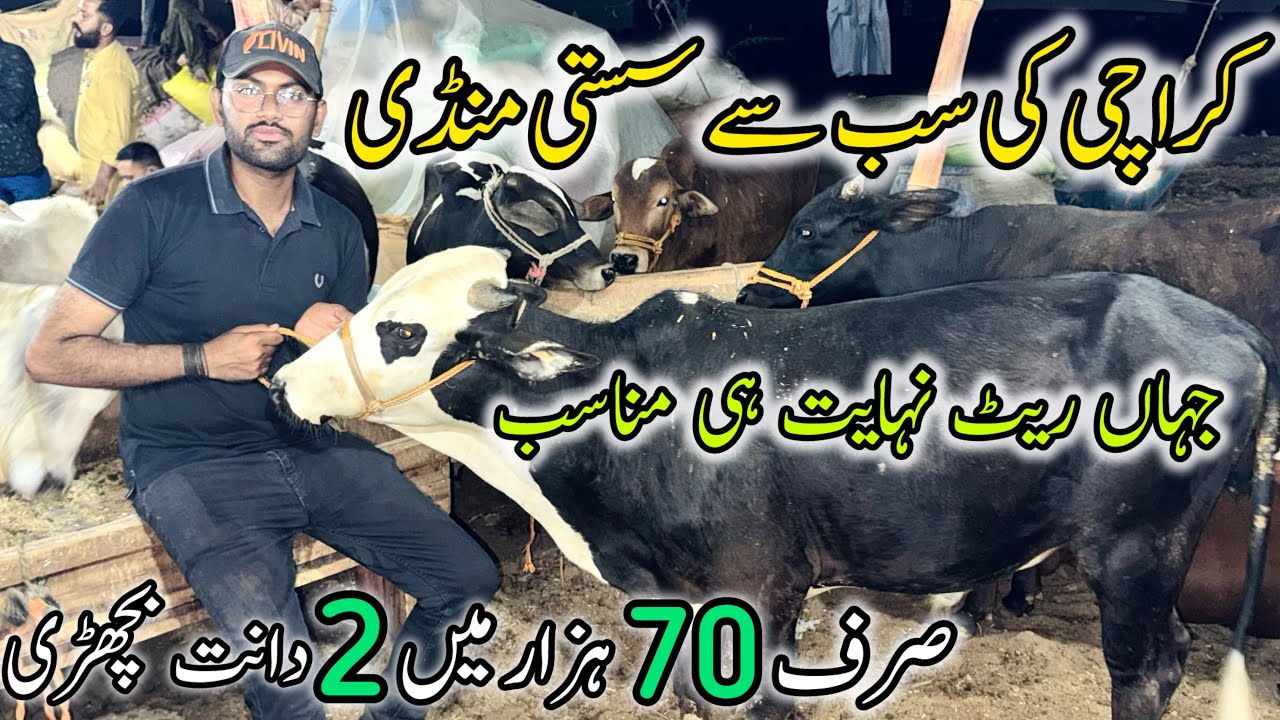 Surjani Bhains Colony Mandi 2025 | Karachi Ki Sb Se SASTI Mandi | Cow Mandi 2025