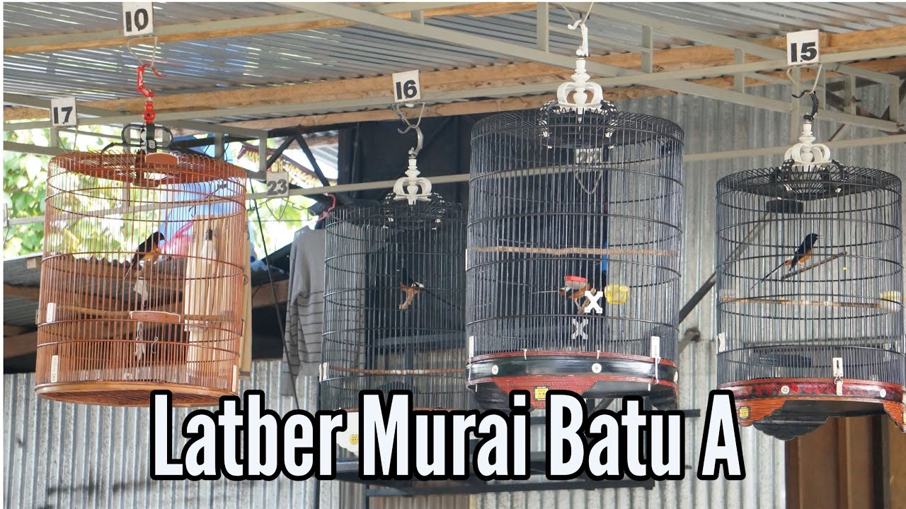 Latber 07 november 2021, kelas Murai Batu A @RusmadiSoemadji  #muraibatumania