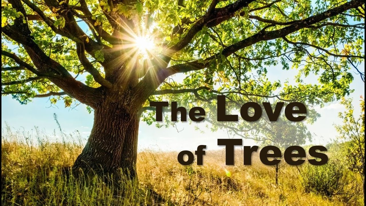 The love of trees- Omraam Mikhaël Aïvanhov's deep connection with nature