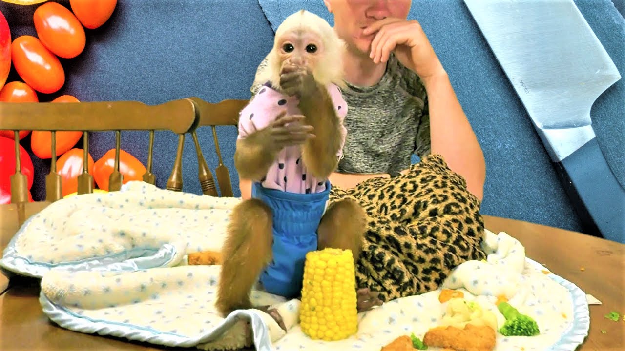 Baby Monkey Gracie Enjoys Supper Time | Corn, Carrots, Chicken | Capuchin Monkey