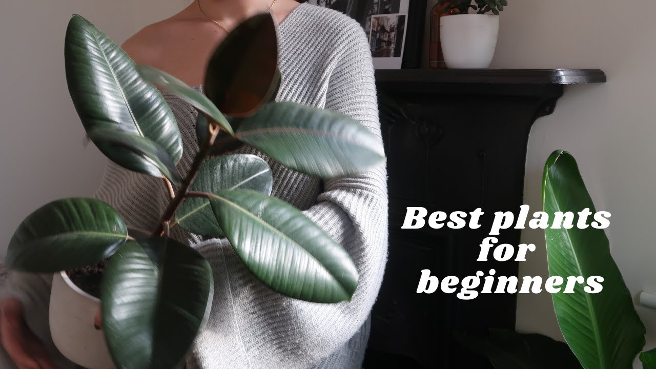 Super Easy Care Houseplants for Beginners | Unkillable plants that are easy to care for 🌱