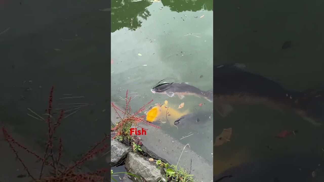 Koi Fish 