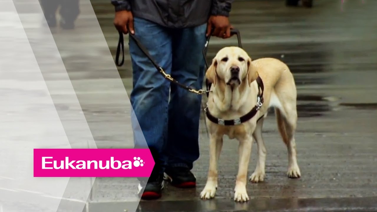 The Labrador, the Music and New York - Part 2 | Extraordinary Dogs