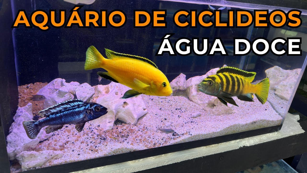 MONTEI UM AQUARIO DE CICLIDEOS AFRICANOS EM 10 MIN