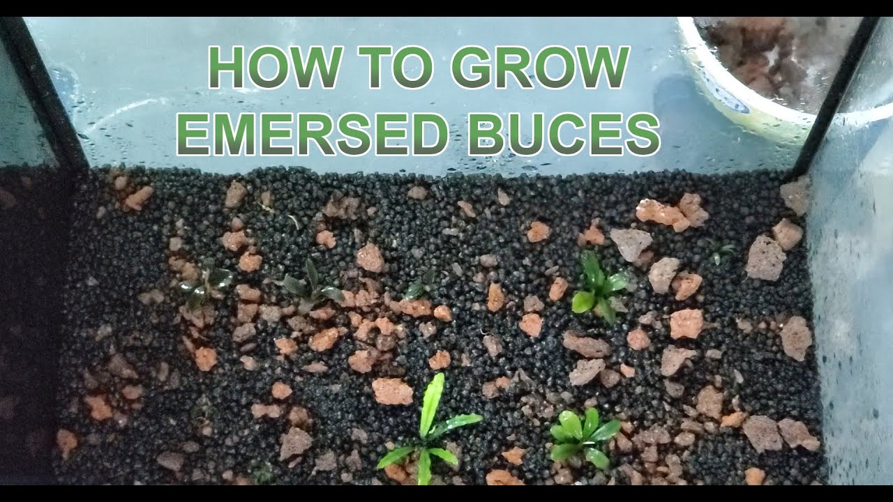 How to grow emersed Bucephalandra