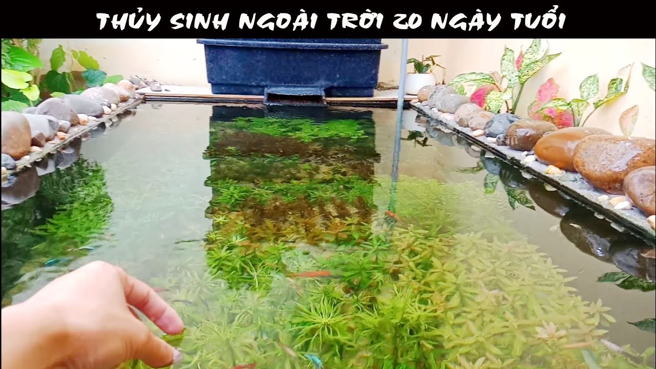 Hồ thủy sinh ngoài trời 20 ngày tuổi