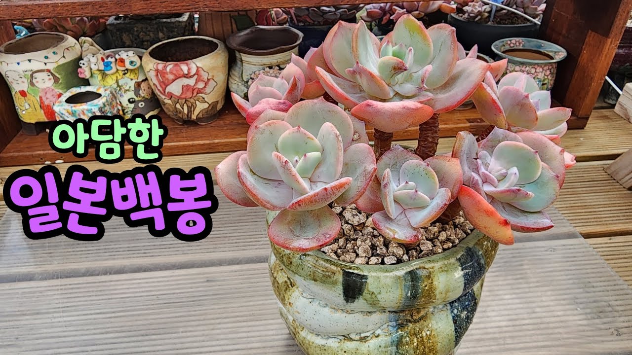 260131 3년정도키우니매끈한목대에핑크빛으로예쁘네요~아담한사이즈라딱좋아요!