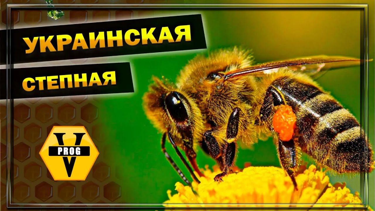 УКРАИНСКАЯ СТЕПНАЯ пчела. Или как называли: Херсонская пчела. Какую пчелу выбрать на пасеку?