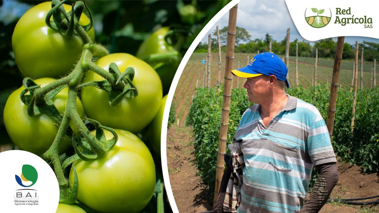Resultados con Bioestimulantes de B.A.I. en tomate - Red Agr&iacute;cola