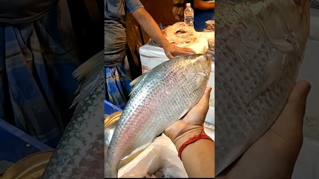 ইলিশ মাছের দাম অক্টোবর ২০২৫ || hilsa price in kolkata || sealdah fish market #market #hilsa