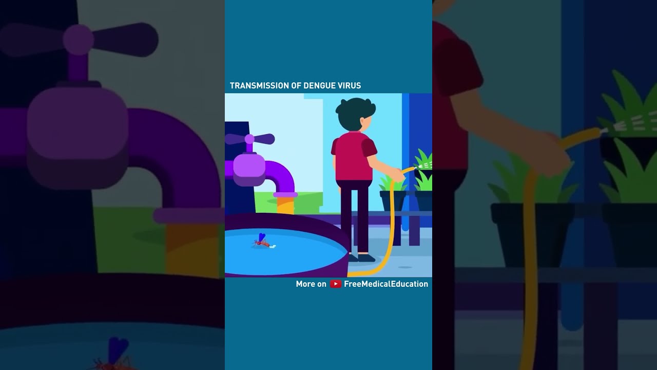 How Dengue Spreads #shorts #dengue #transmission