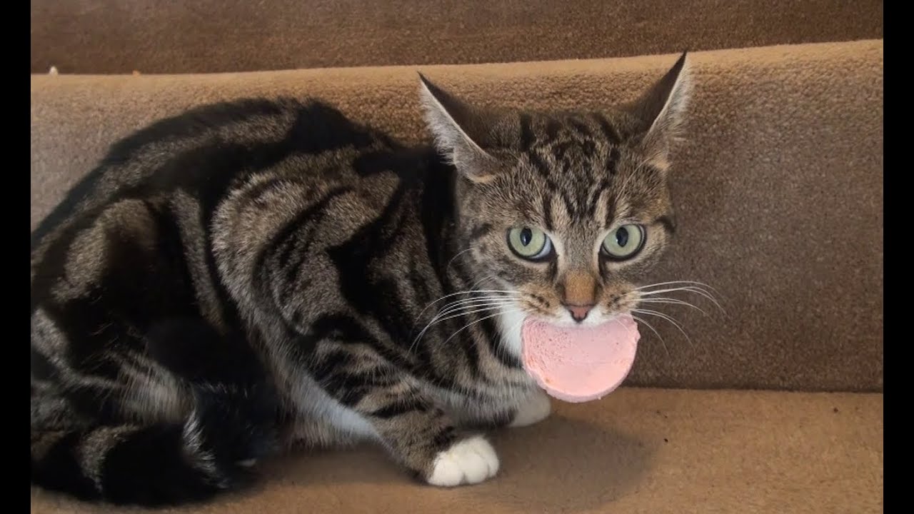 Momma Cat Carries Sausage