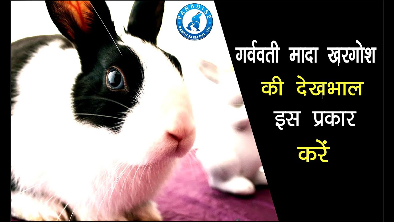 गर्ववती मादा खरगोश की देखभाल इस प्रकार करे  | Rabbit Care | Rabbit Farming | paradise rabbit Farm |