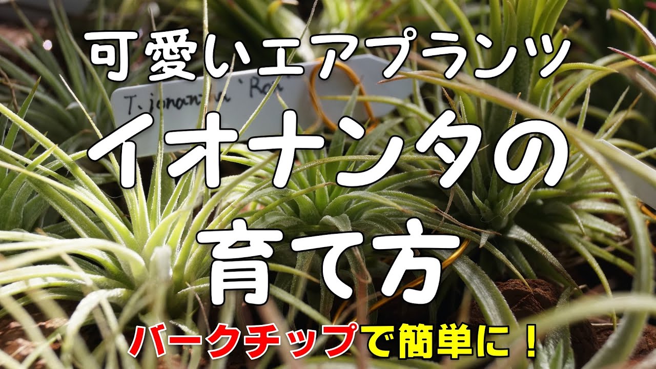 [エアプランツと言えばコレ！] イオナンタの育て方（概要に補足あり）