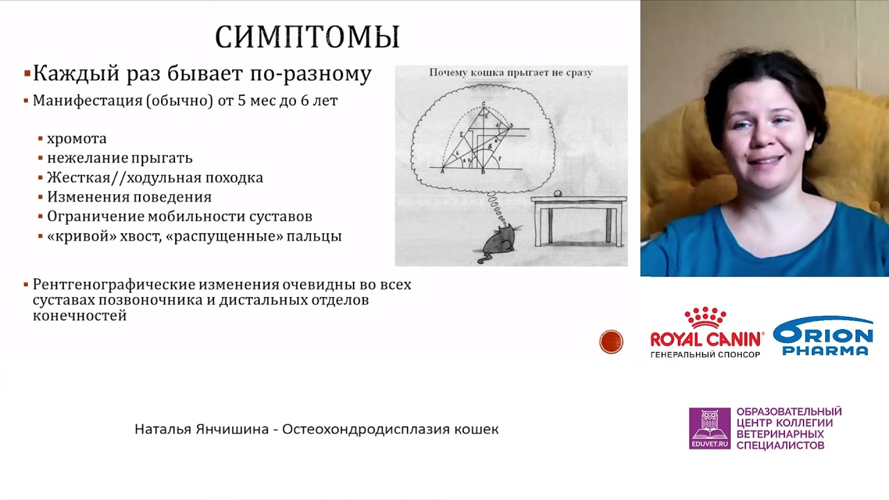 Янчишина Наталья - Остеохондродисплазия кошек.