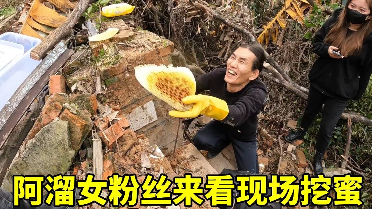 阿溜的女粉丝来现场看割蜜，阿溜心里乐开花，这比割三十斤蜜都开心！ #土蜂蜜 #采蜜