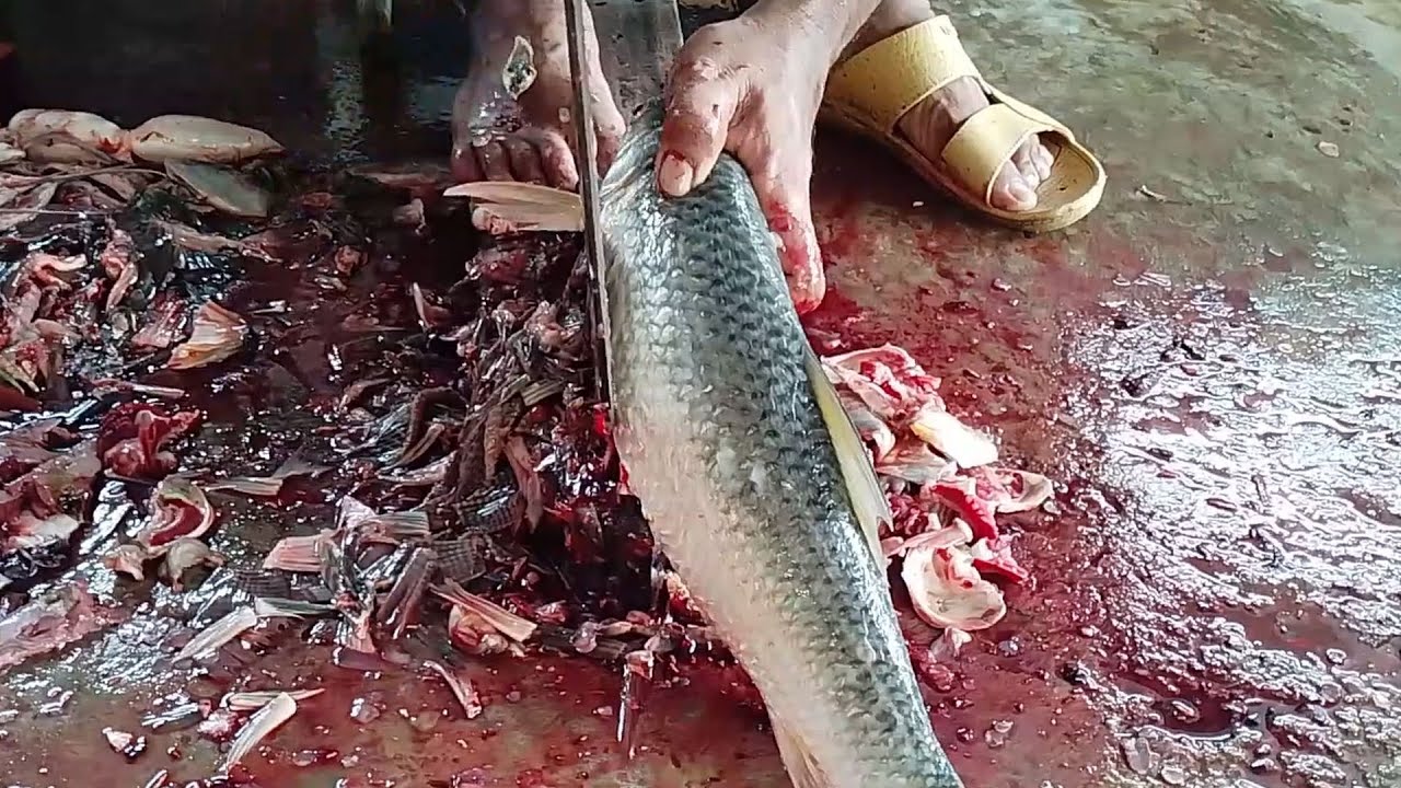Big Mrigal Carp Fish Cleaning & Cutting by Expert Fish Cutter | Fish Cutting Skills