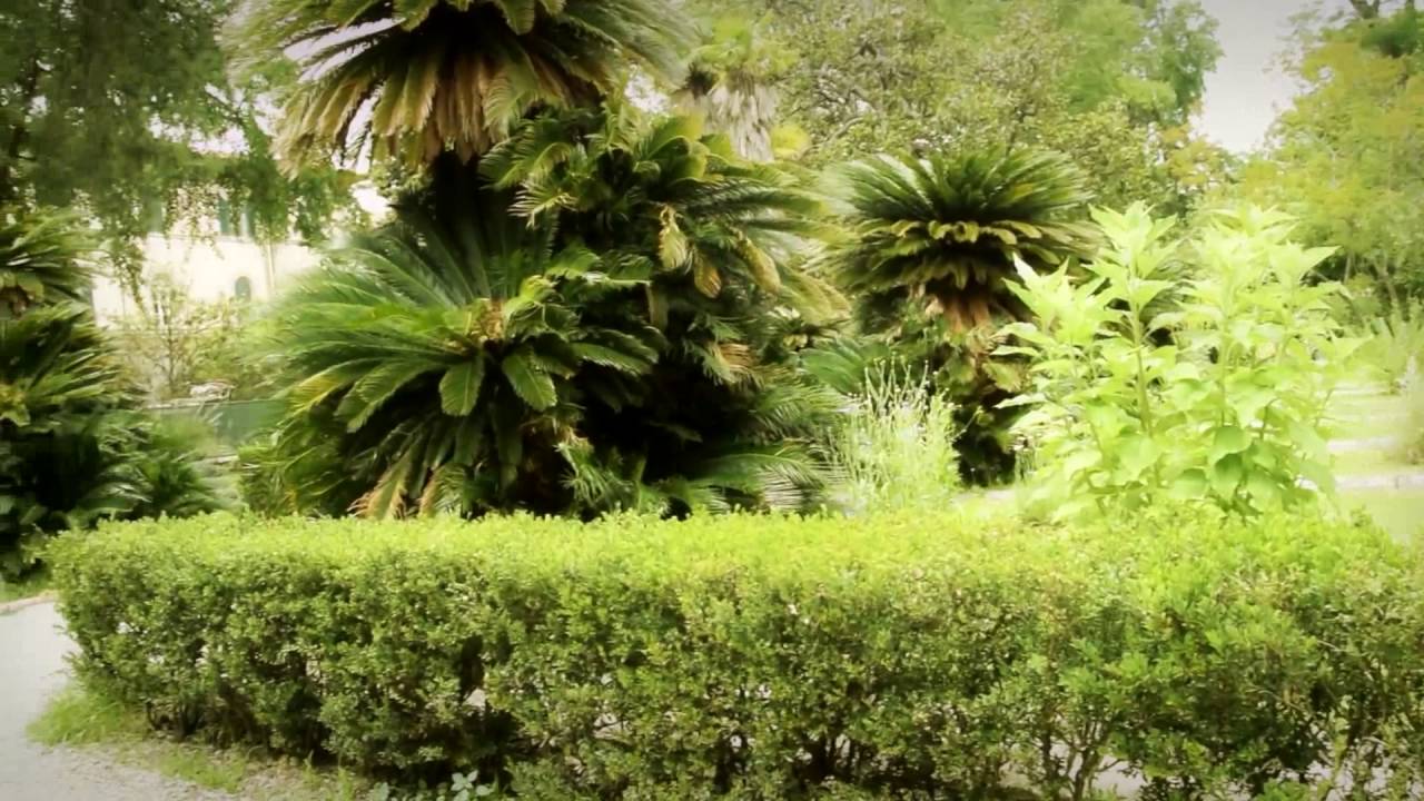 Cosa vedere a Pisa: museo Orto Botanico Via Luca Ghini, 13, 56126 Pisa