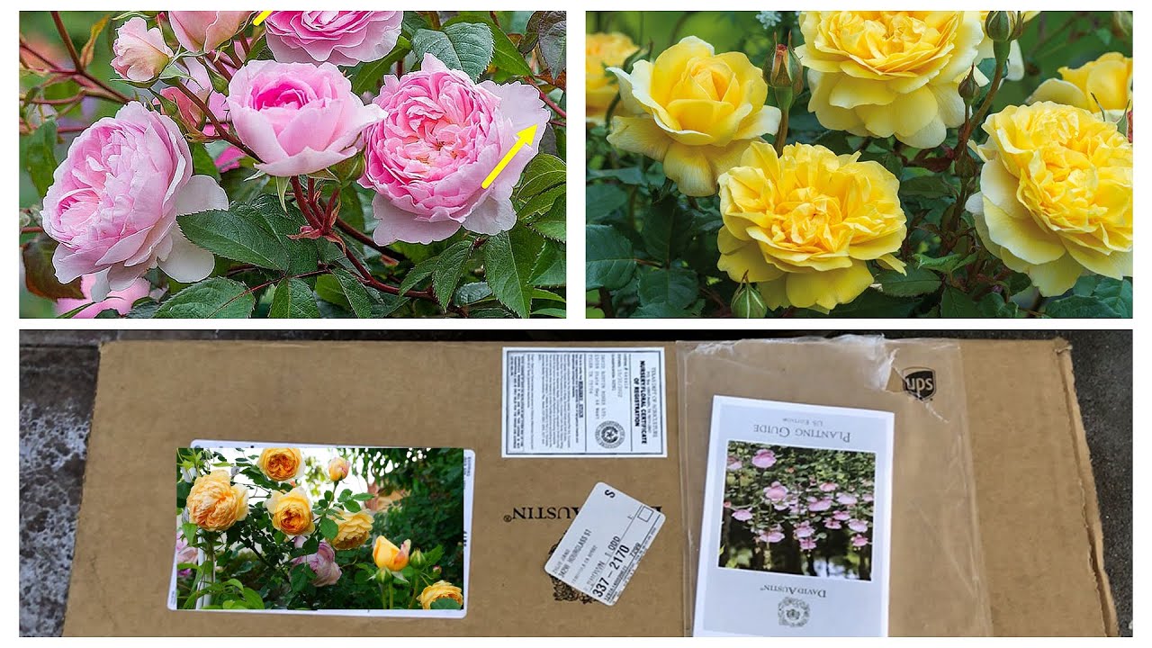 大卫奥斯汀裸根苗开箱及盆栽过程(David Austin Bare root Rose Open Box & Plant in Pot)