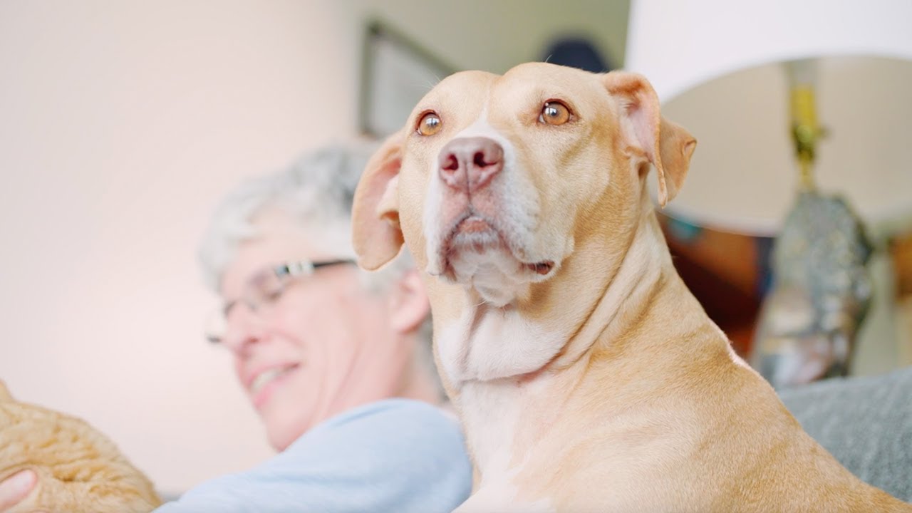 Saving the Lives of Animals by Helping People First — SPCA Wake's Community Initiatives