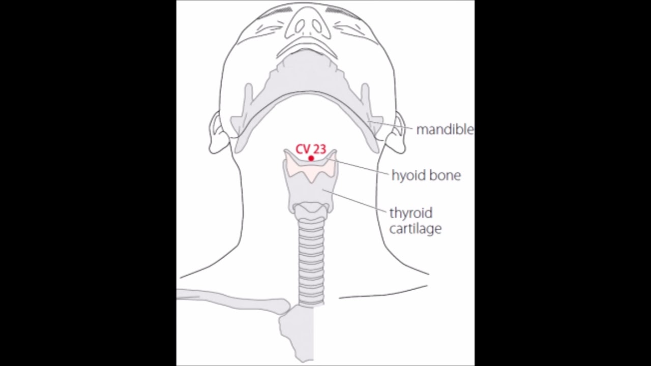 2 A Acupuncture, 23 RM, Lian Quan, 廉泉 , régulariser langue et gorge
