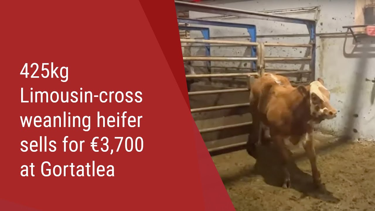 425kg Limousin-cross weanling heifer sells for €3,700 at Gortatlea Mart