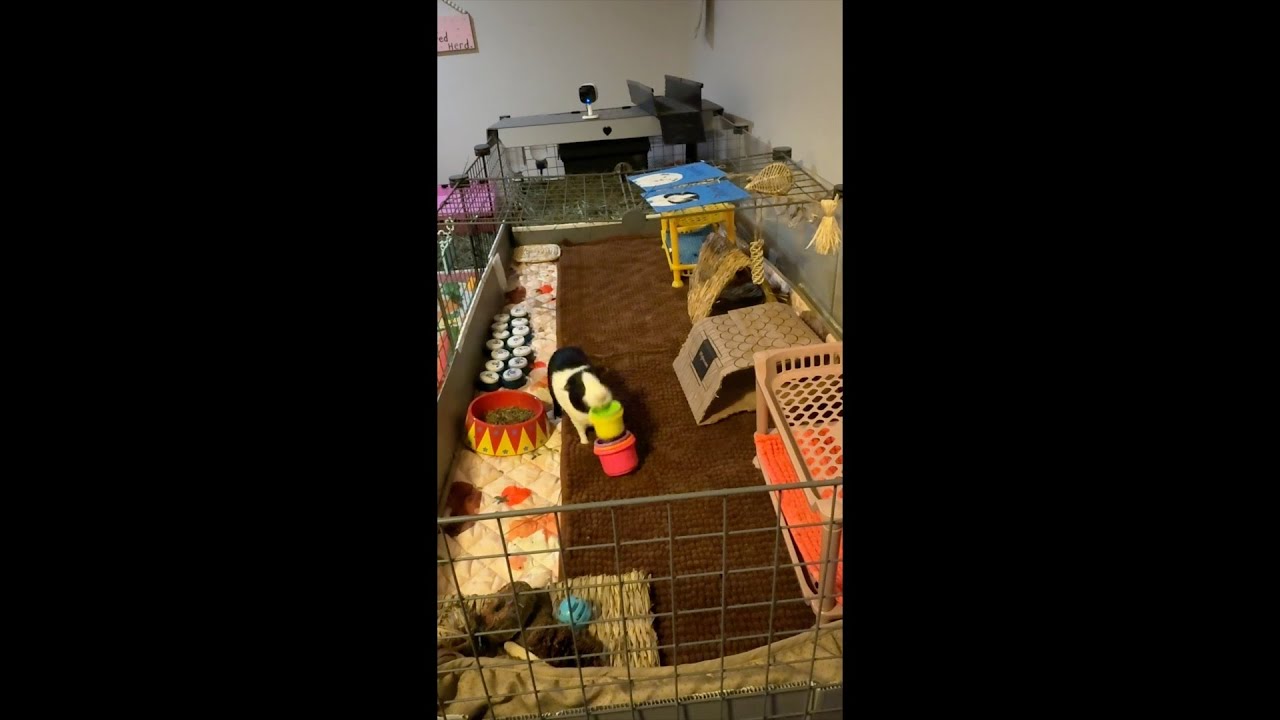Lucky's Reaction to a Treat Stacking Puzzle