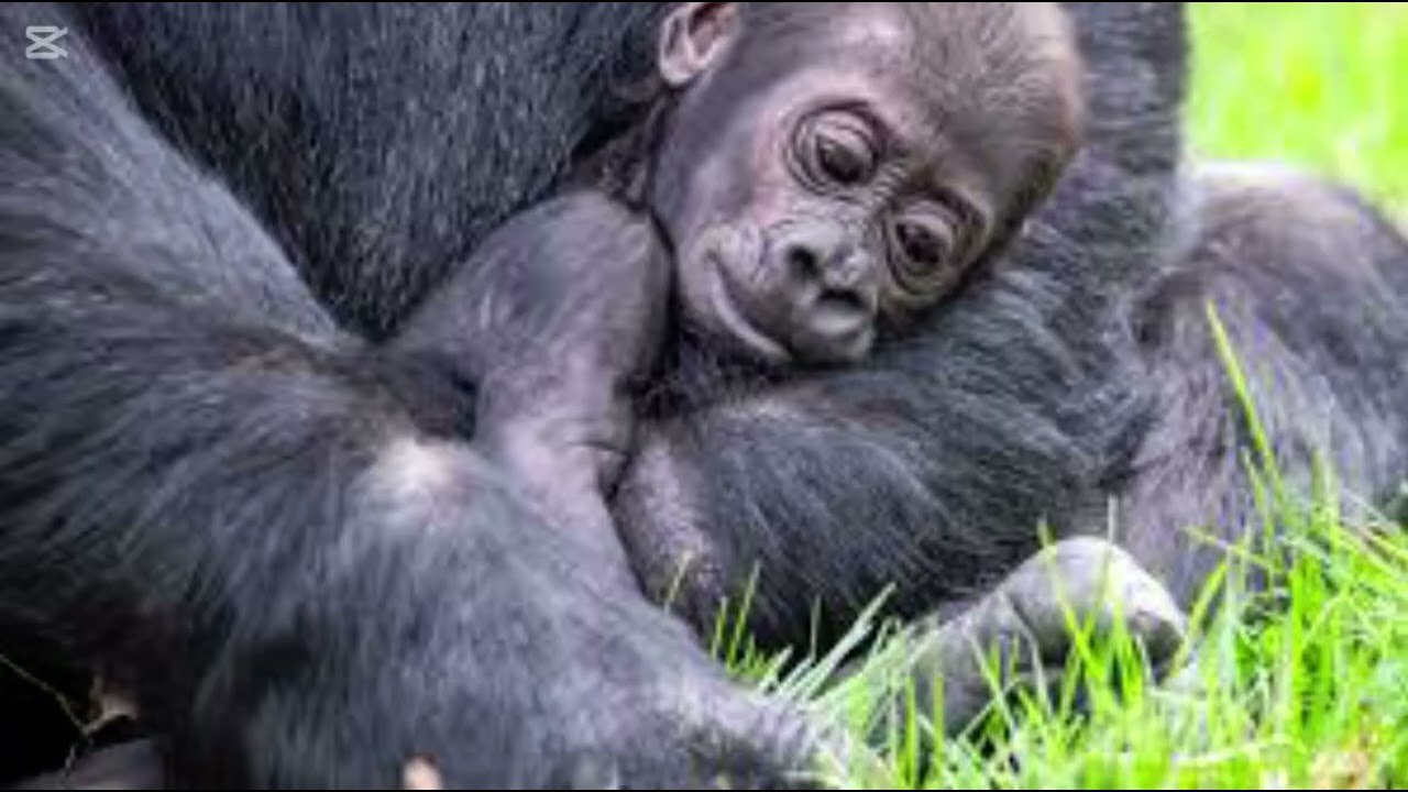 Ep. 2| 339 mammals series| The Gorilla 🦍 