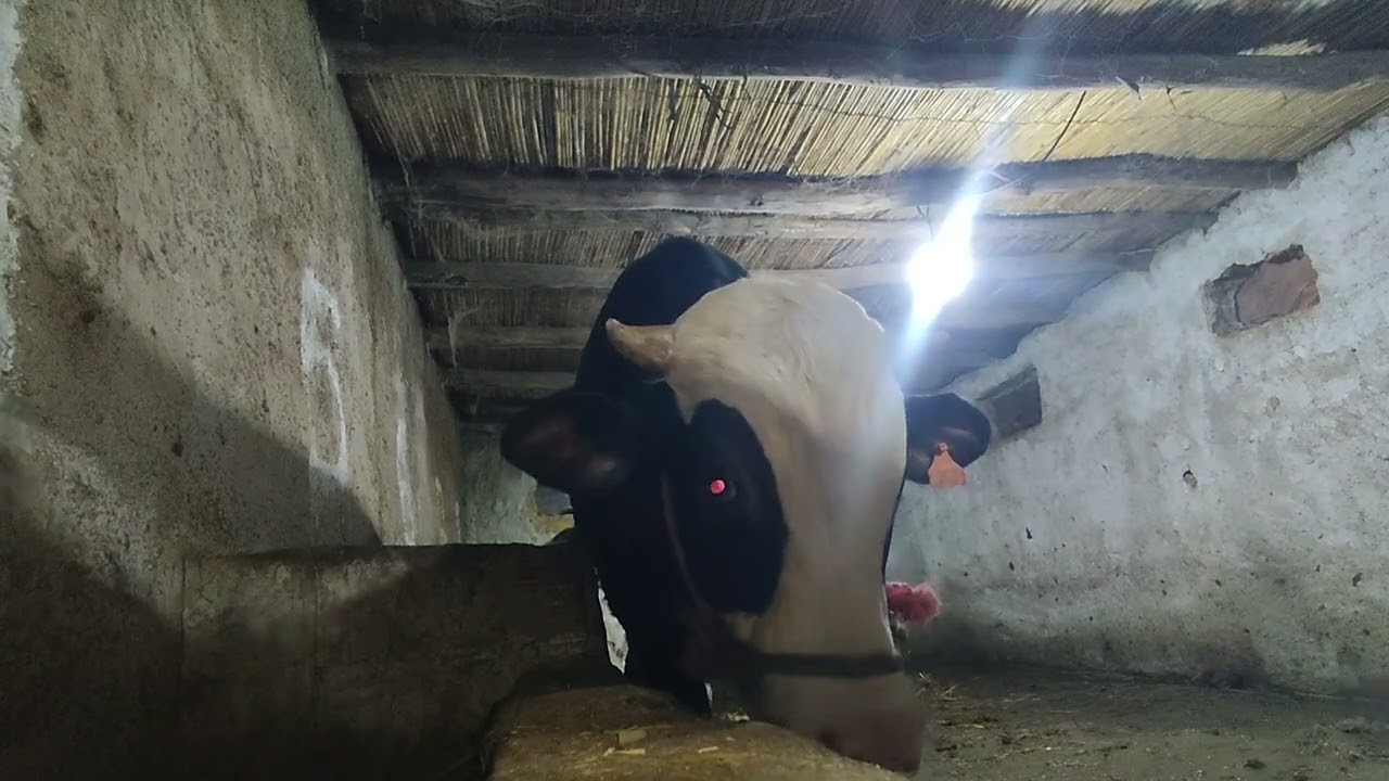 بعت العجول وكان الثمن طايح بزااف 