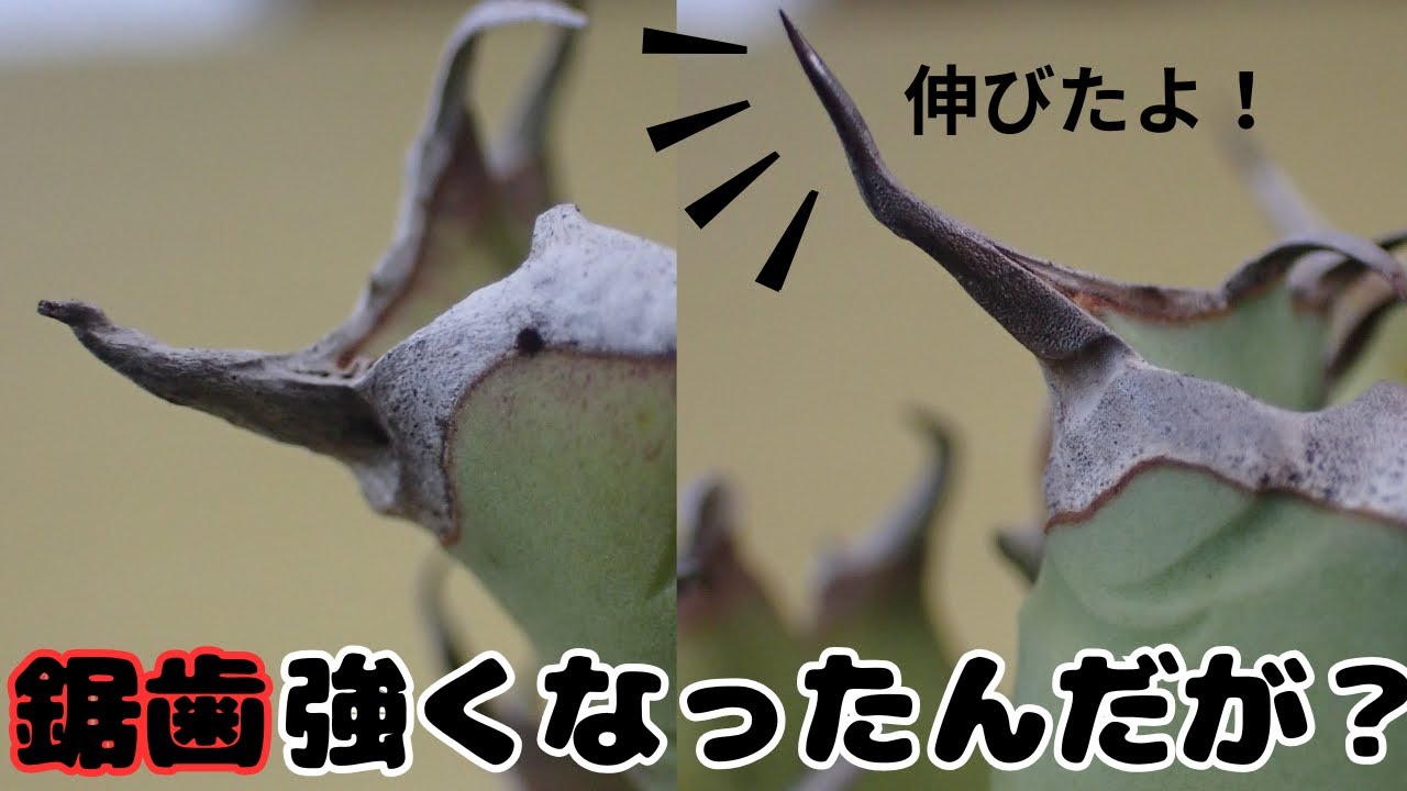見ないと損します。アガベの鋸歯を強くした驚きの方法！