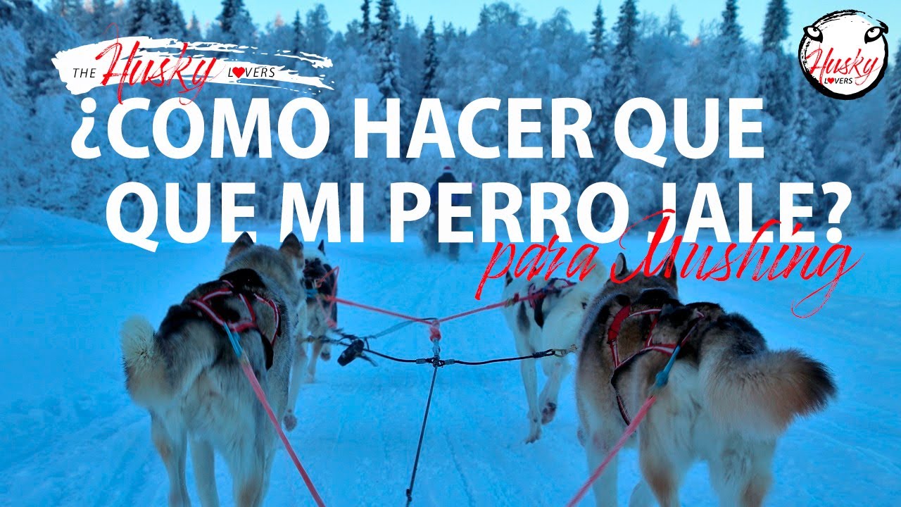 ¿Como hacer que mi perro jale en mushing?