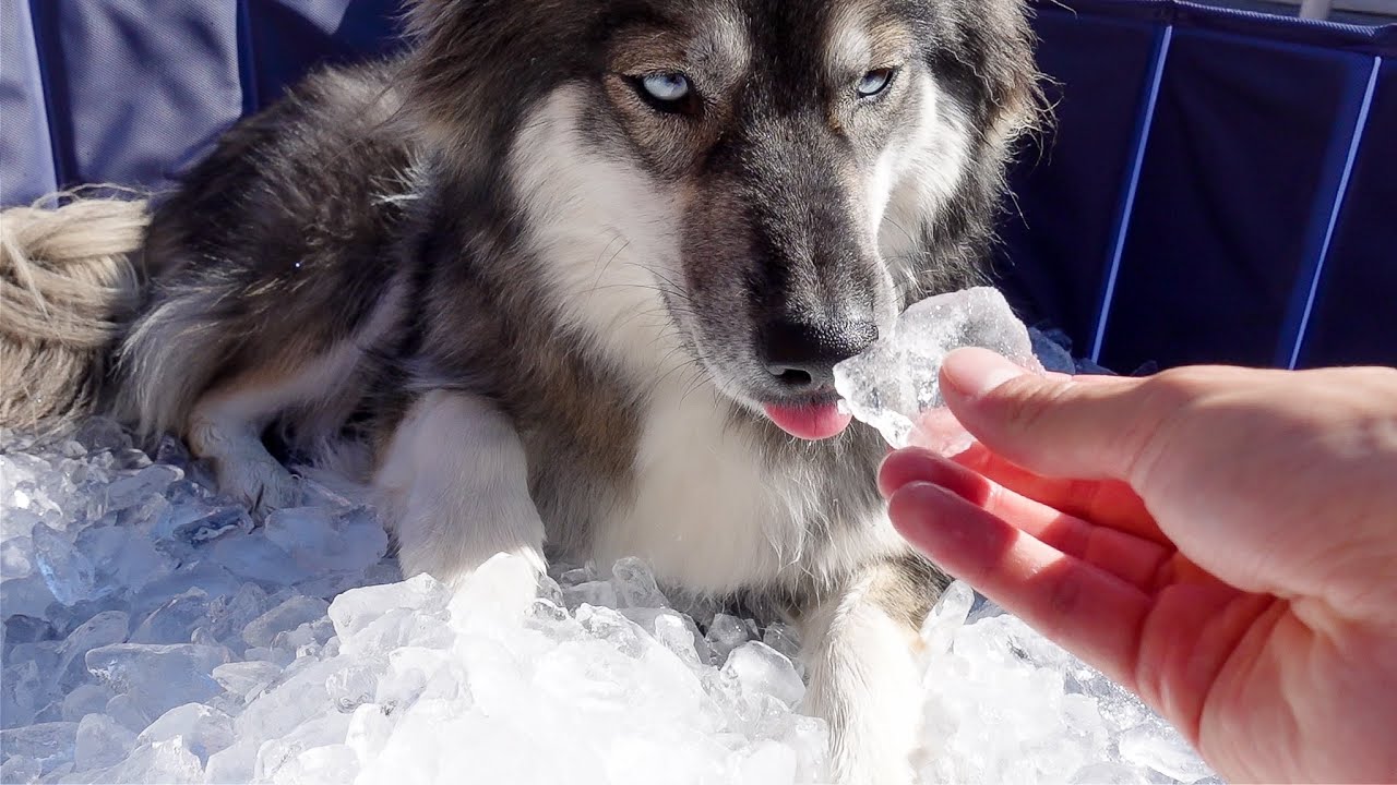 Surprising My Huskies On The Last Day Of Summer!