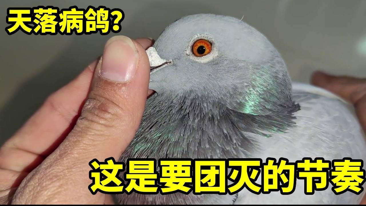 又来天落了，但这状态怎么不太对没精神畏畏缩缩的，不会是病了吧。赶快隔离，防止传染其他健康的鸽子！✦俏鴿✦