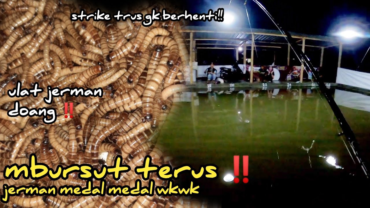 ULAT JERMAN 1ONS BIKIN BERANTAKAN SATU KOLAM WKWK