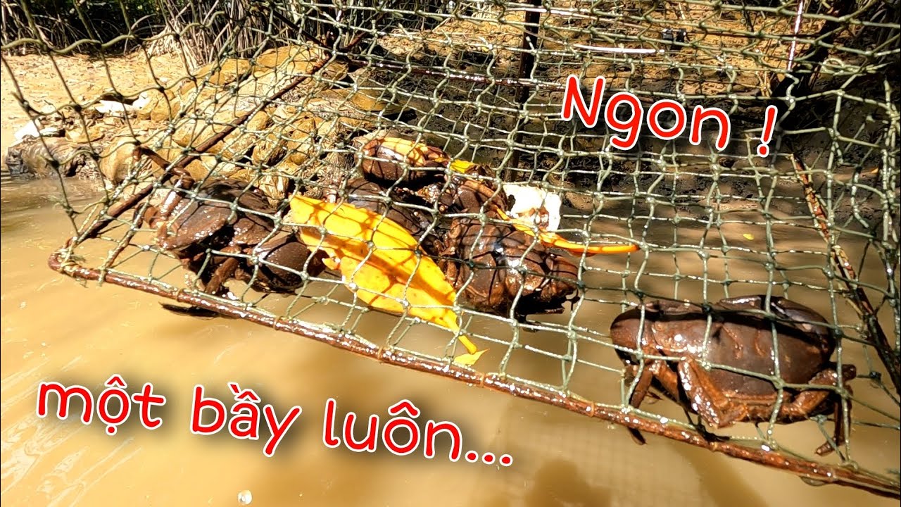 Bẫy được mớ Cua quá ngon mà không tốn tiền mồi | GĐCG #1031