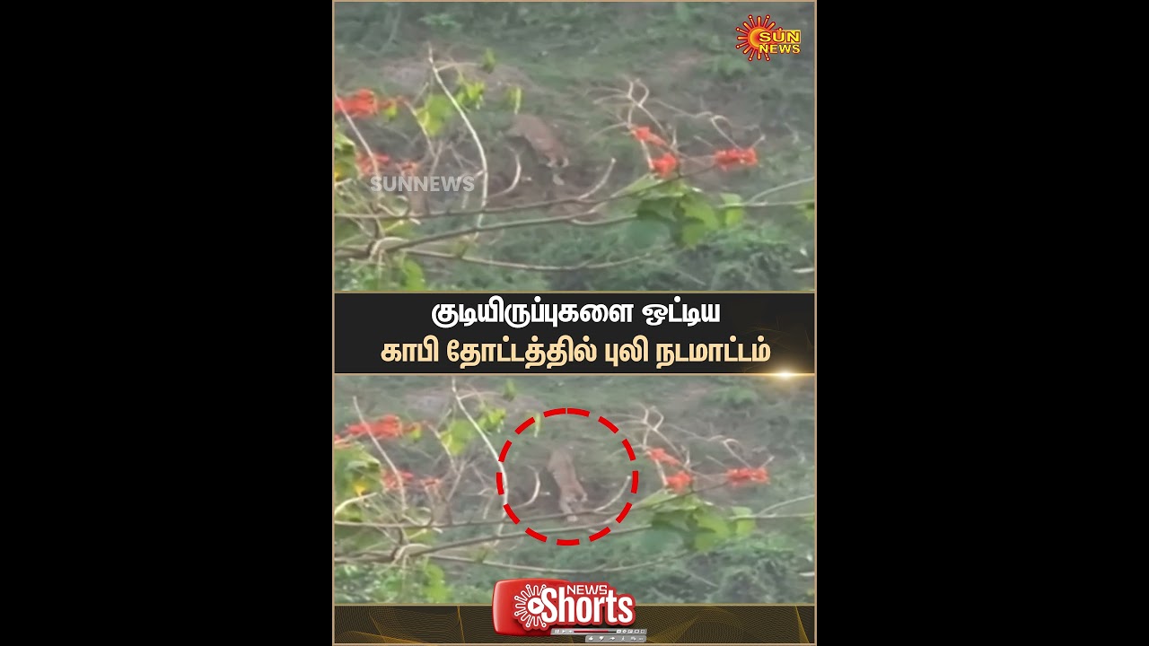 Nilgiris | Coffee Estate | Tiger | People | Sun News