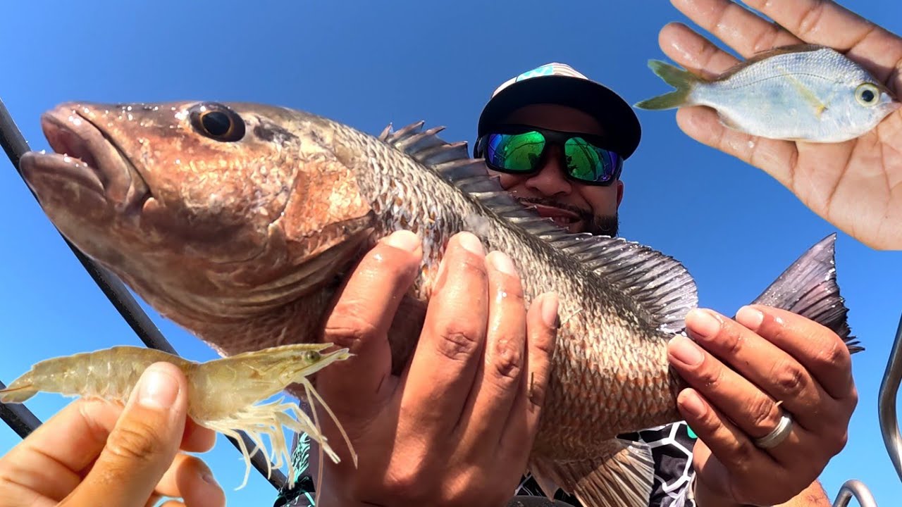 JETTY AND BRIDGE Fishing Packery channel with live SHRIMP and MOJARRA (Catch and Cook)