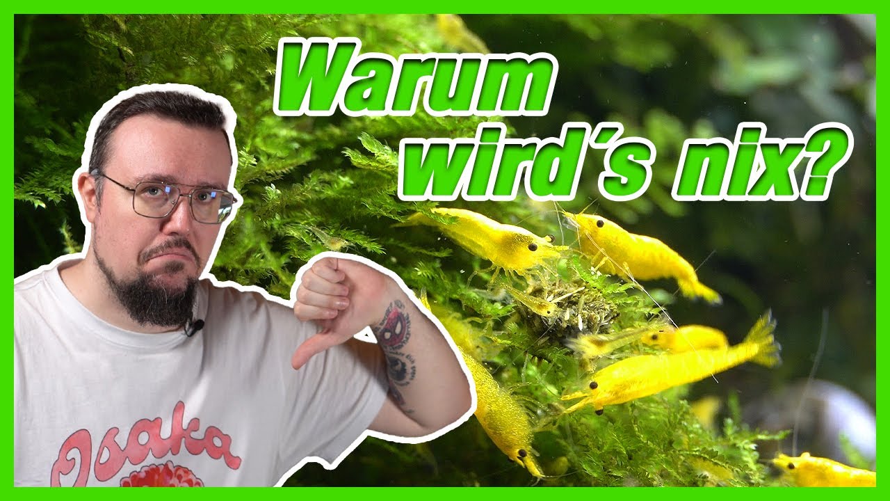 Darum VERSCHWINDET dein GARNELEN NACHWUCHS