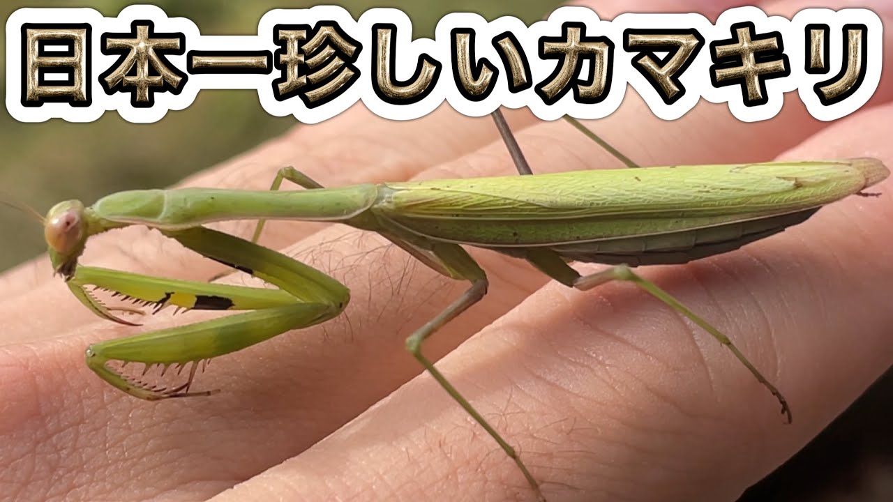 【カマキリ採集】11月の山で日本一珍しいカマキリに出会いました！