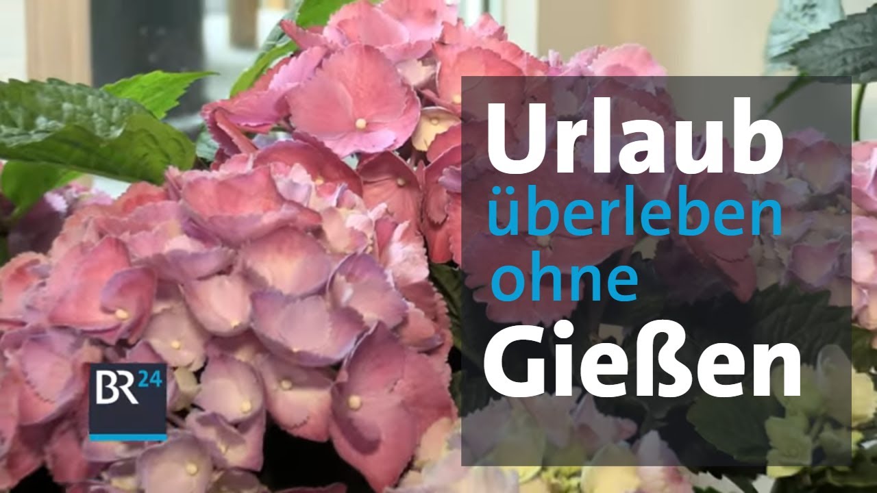 Blumen &uuml;ber den Urlaub bew&auml;ssern: Vier Methoden im Test | Life Hack | Abendschau | BR24