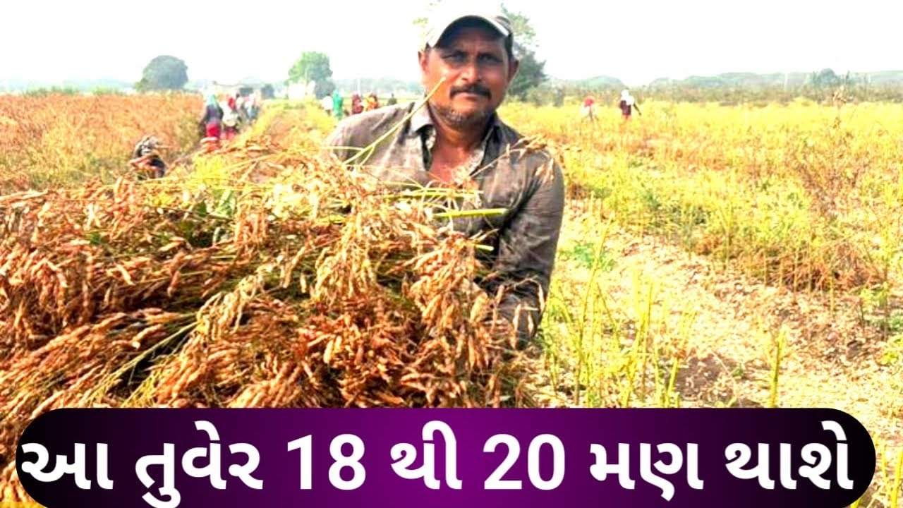 આ તુવેર 1 વીઘે 18 થી 20 માણ થશે || ફૂલે પુસ્પા તુવેર 