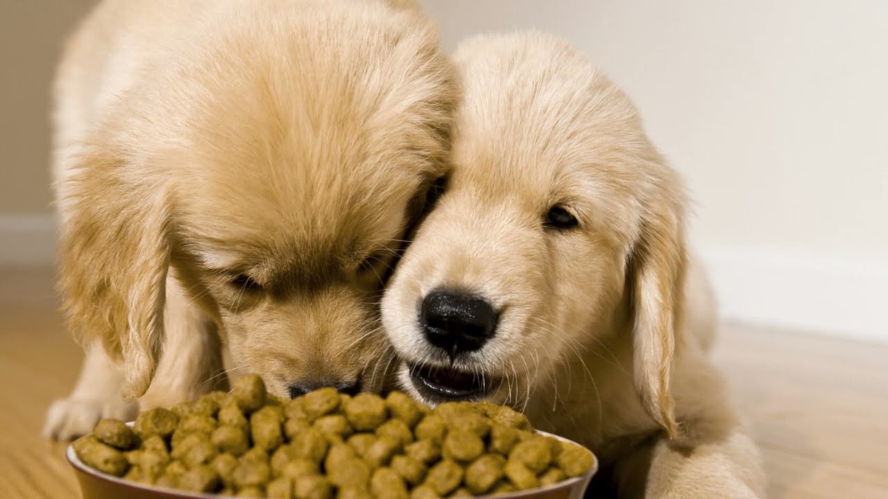 Automatic Dry Pet Food Machinery Pet Treat Processing Equipment