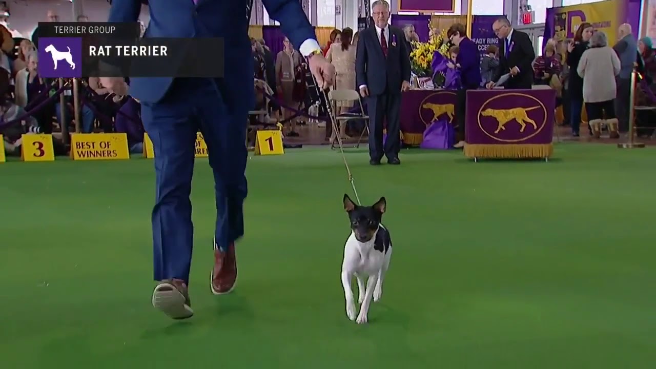 Rat Terriers | Breed Judging 2019